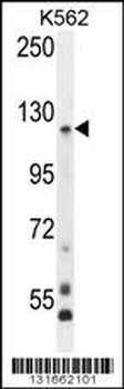 PCDHGA8 Antibody (C-term)