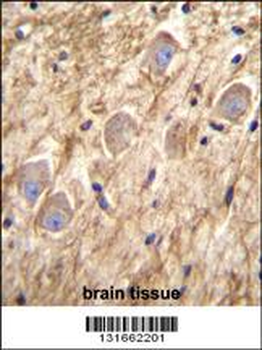 PCDHGA8 Antibody (C-term)