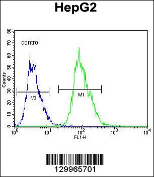 OR4K5 Antibody (C-term)