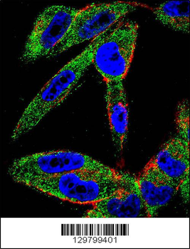 EIF5AL1 Antibody (C-term)