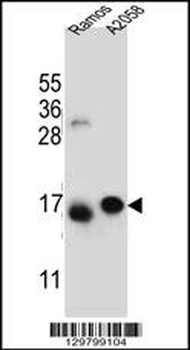 EIF5AL1 Antibody (C-term)