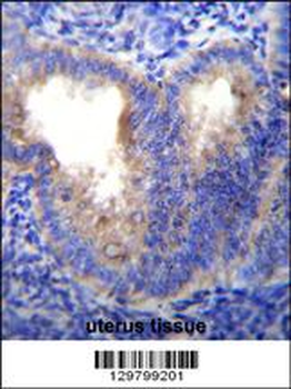 EIF5AL1 Antibody (C-term)