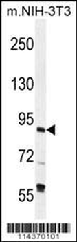 TFIIIC90 Antibody (N-term)