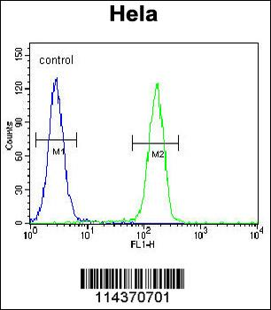 TFIIIC90 Antibody (N-term)