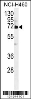 VWA2 Antibody (N-term)