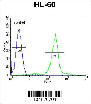 C1QC Antibody (Center)