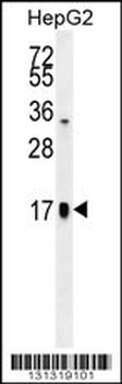 FSH-alpha Antibody (C-term)