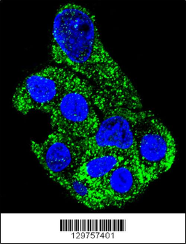 SH2D4B Antibody (C-term)
