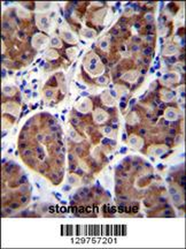 SH2D4B Antibody (C-term)