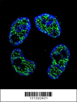 FRAT2 Antibody (C-term)
