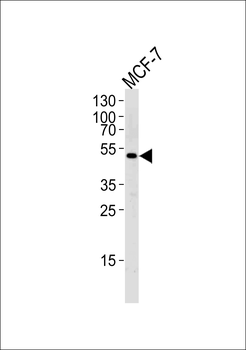 SOCS4 Antibody (Center)