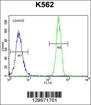 FBRSL1 Antibody (C-term)