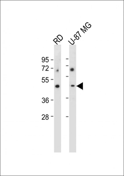 VSIG8 Antibody (C-term)