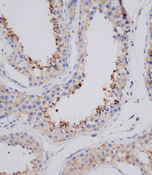 VSIG8 Antibody (C-term)