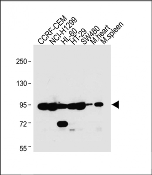 NOD1 Antibody (C-term)