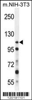 NUP107 Antibody (Center)