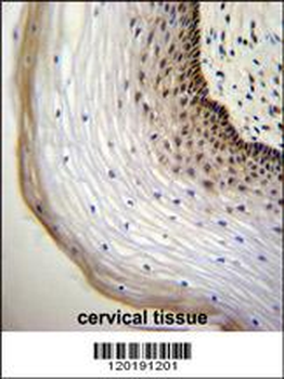 NUP107 Antibody (Center)
