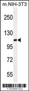 TAF1 Antibody (C-term)