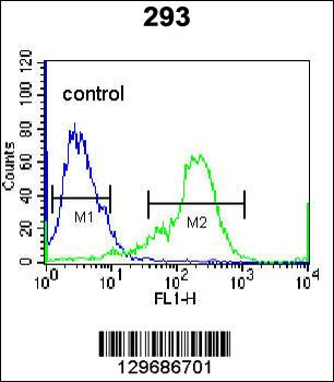 NKX1-2 Antibody (N-term)