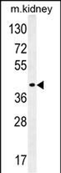 TMEM120A Antibody (N-term)