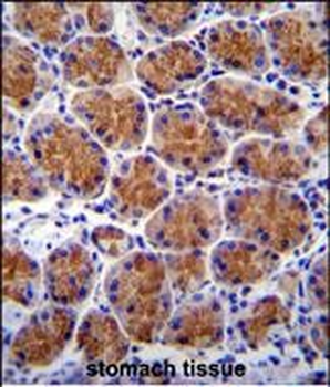 TMEM120A Antibody (N-term)