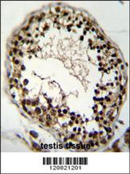 KHSRP Antibody (Center)