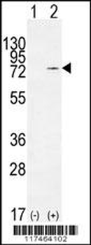 NCL Antibody (Center E443)
