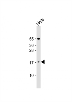 LSM7 Antibody (C-term)