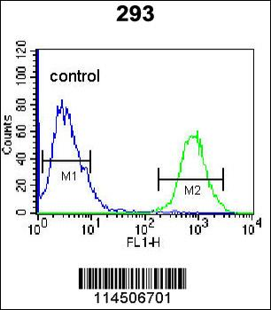OGN Antibody (C-term)