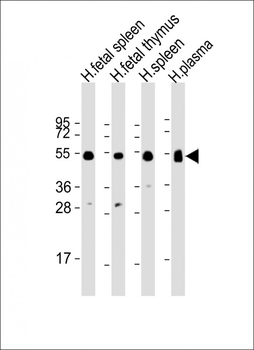 IGHG1 Antibody (Center)