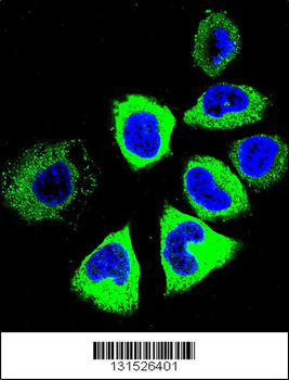 YI016 Antibody (C-term)