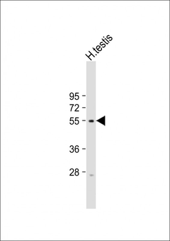 DUX4 Antibody (Center)
