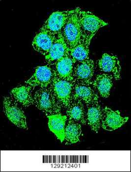 ZMYND17 Antibody (C-term)