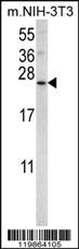 SNX24 Antibody (N-term)