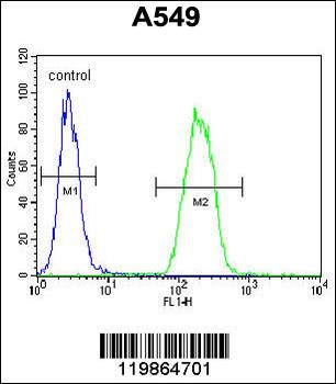 SNX24 Antibody (N-term)