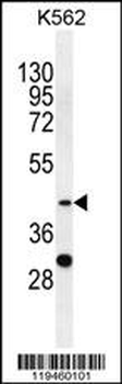 SPB4 Antibody (C-term)