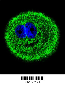 MYO6 Antibody (C-term R1181)