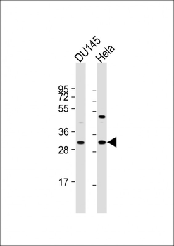 NTHL1 Antibody (Center R103)