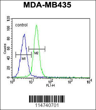 LIN28 Antibody