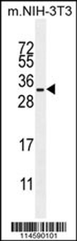 RRAS Antibody (Center)