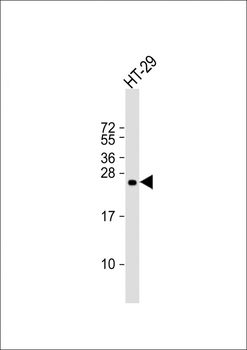 RRAS Antibody (Center)