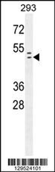 Rad9 Antibody (S387)