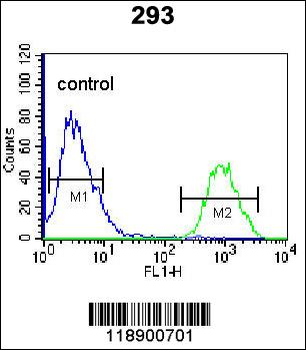 HOPX Antibody (C-term)