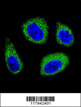 DHCR7 Antibody (C-term)