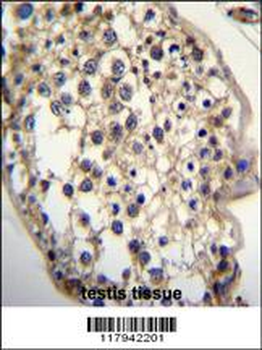 DHCR7 Antibody (C-term)