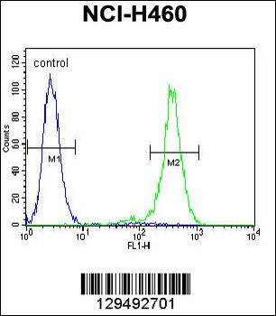 OR2B11 Antibody (C-term)