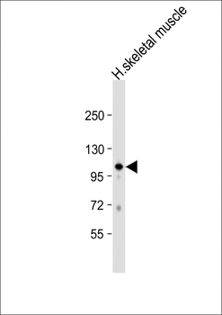 GAS2L2 Antibody (C-term)