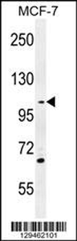 GAS2L2 Antibody (C-term)