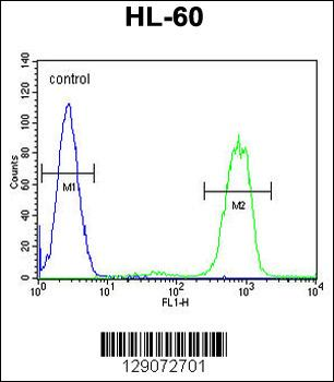 ANKRD40 Antibody (C-term)