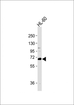 WDR70 Antibody (C-term)